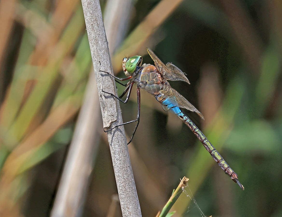 Lesser_emperor_(Anax_parthenope)_male.jpg