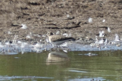 Temminck's Stint Neil Fermandel.jpg