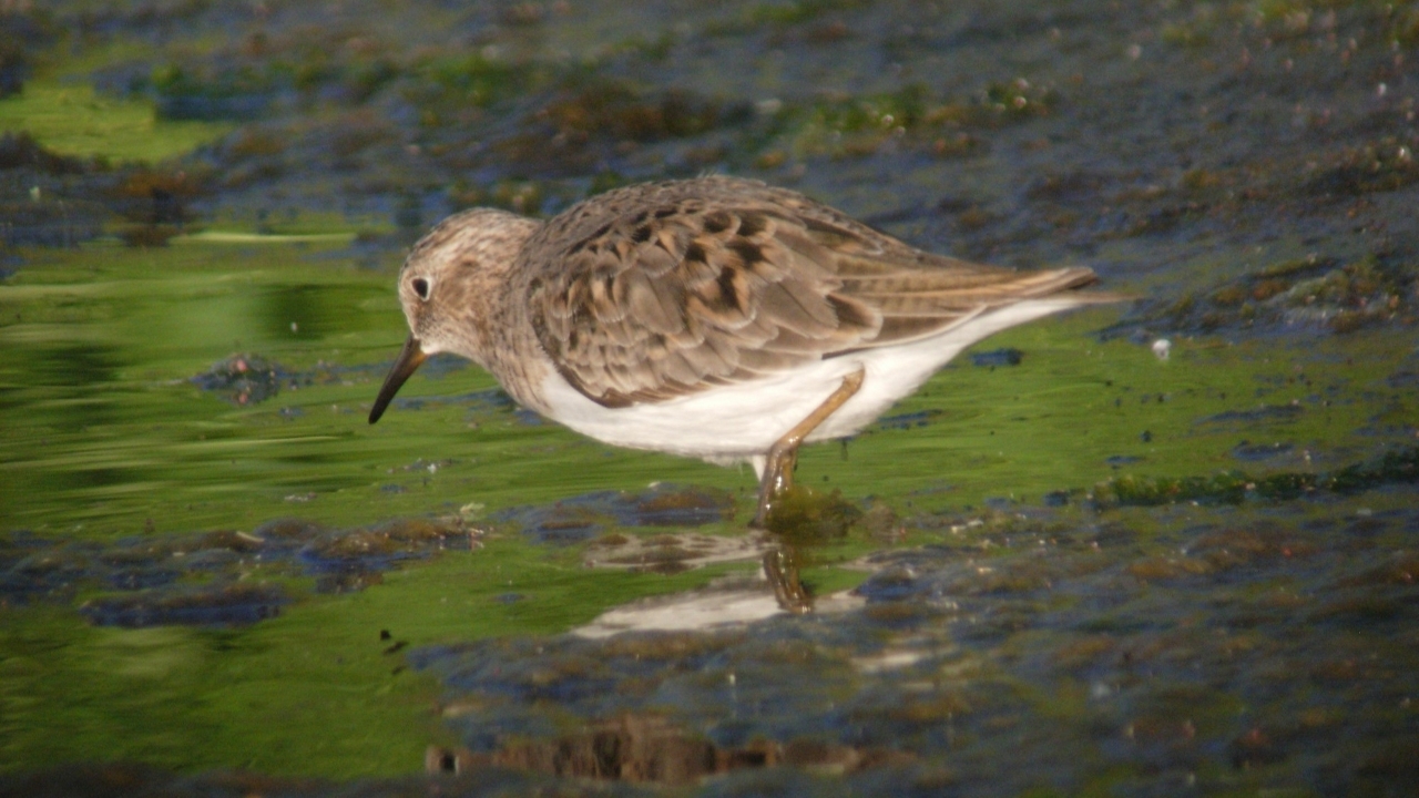 Carmarthenshire's First Temminck's Stint, Stirring Spoonbills, and a Hobby