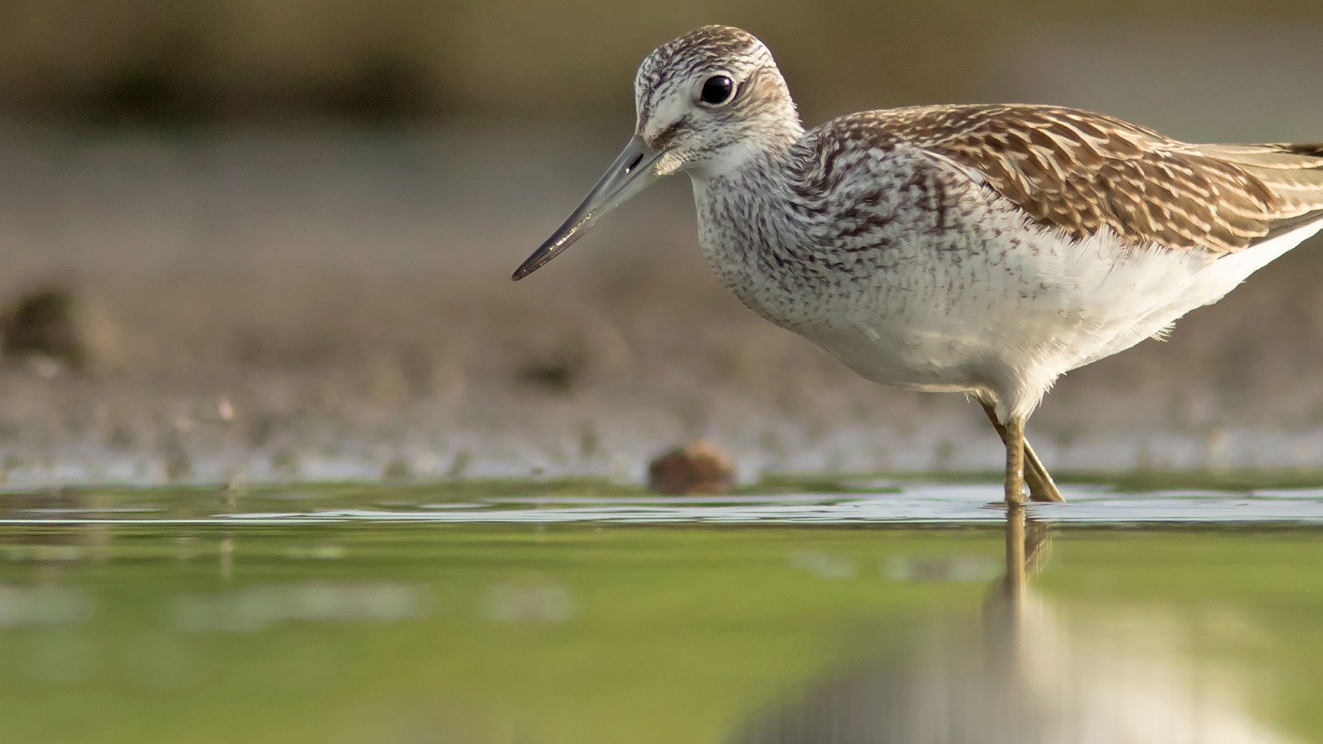 Wildlife Sightings for 13th July 2026