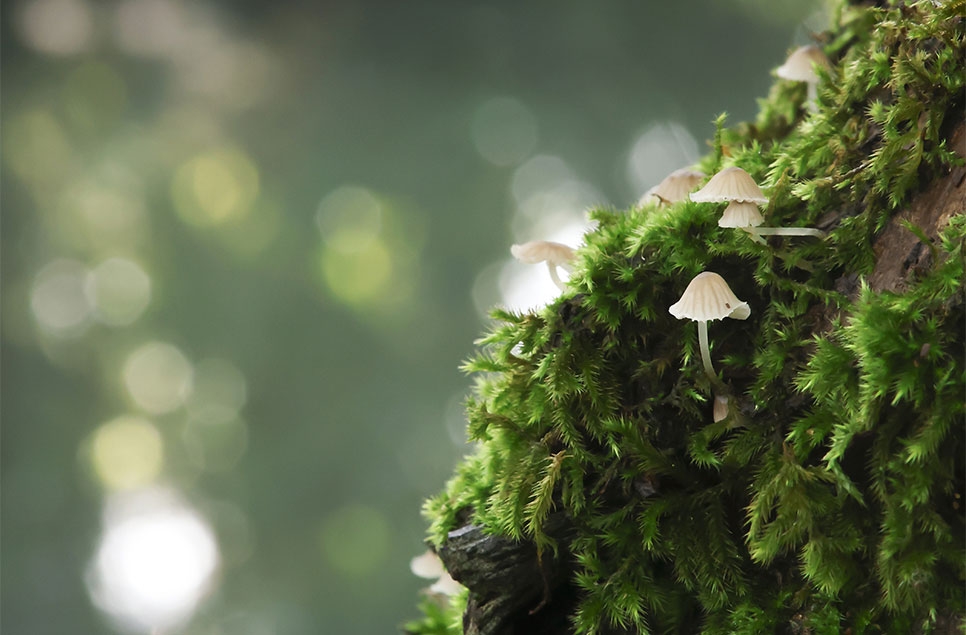 Step into the spellbinding world of fungi: Why Britain’s wetlands are a fungal wonderland