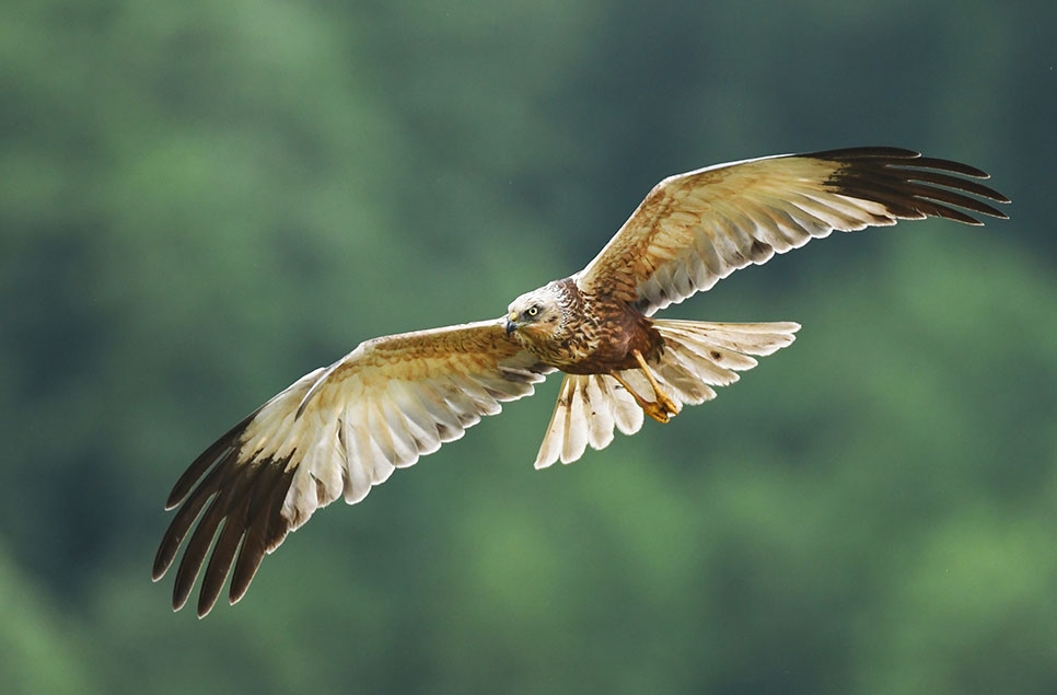 Summer stories from WWT’s wetland reserves