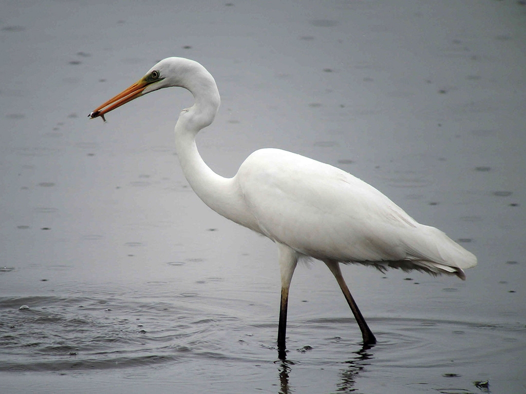 Martin migration and fleged cattle egrets