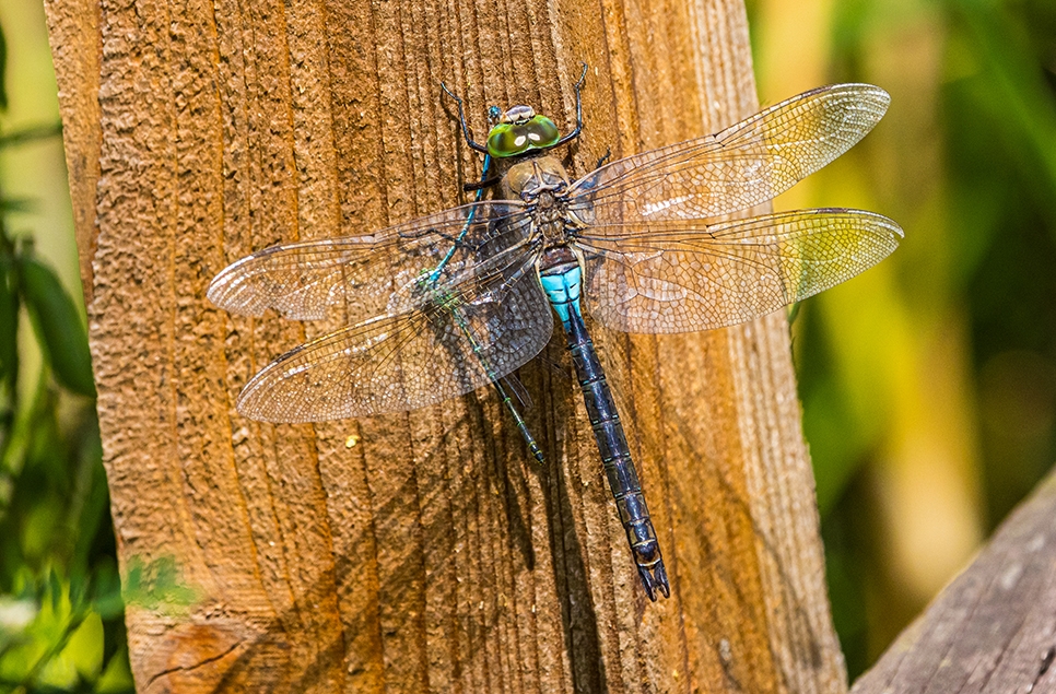 Lesser emperor dragonfly - Alistair Cryer visitor - July 25 (1) 966x635.jpg