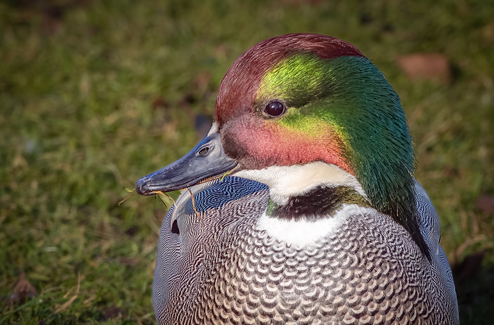 Falcated duck - Ian H - Feb 23 (1) 966x635.jpg