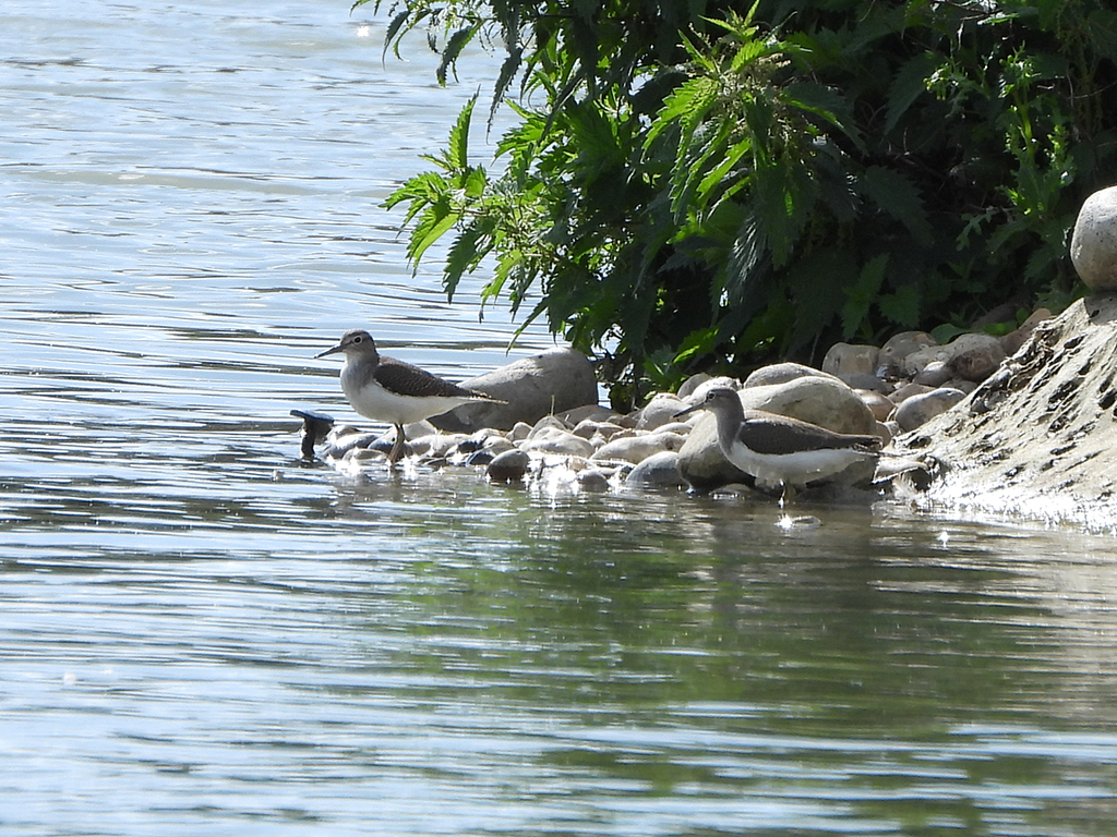 Sandpipers and Osprey