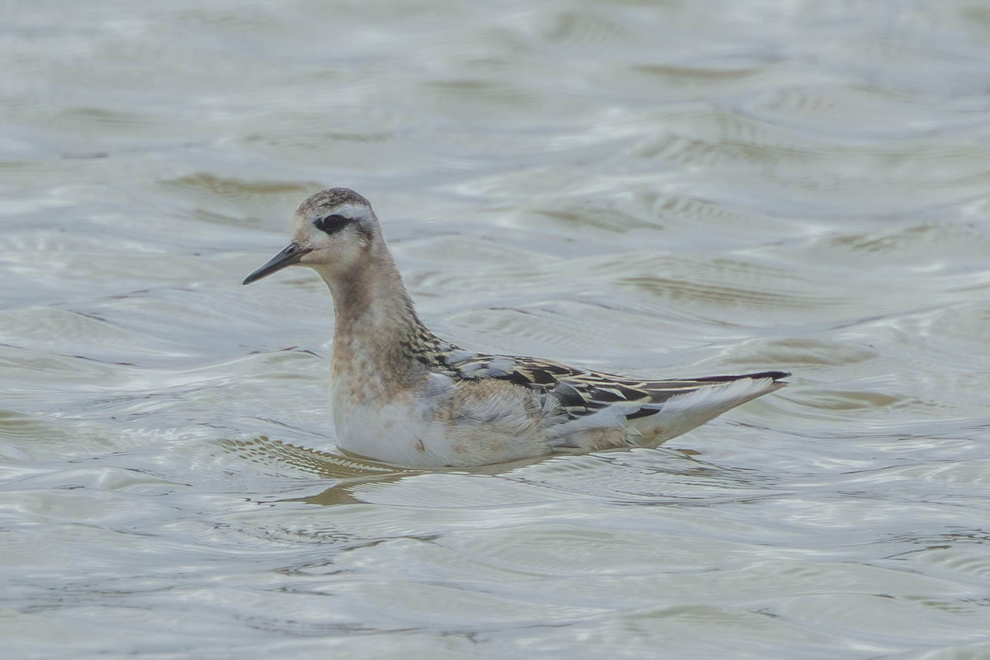 Osprey, Spoonbills, 3 Record-Breaking Grey Phalaropes, and a rare Black Darter dragonfly