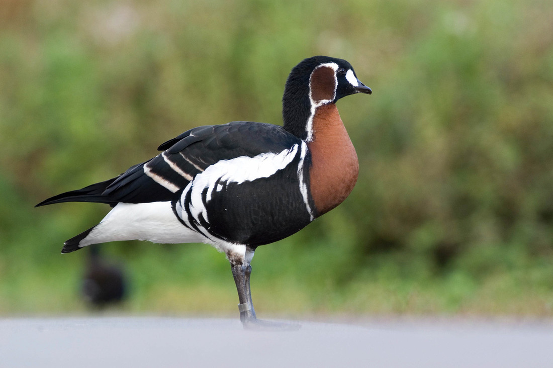 September bird of the month: Red-breasted goose
