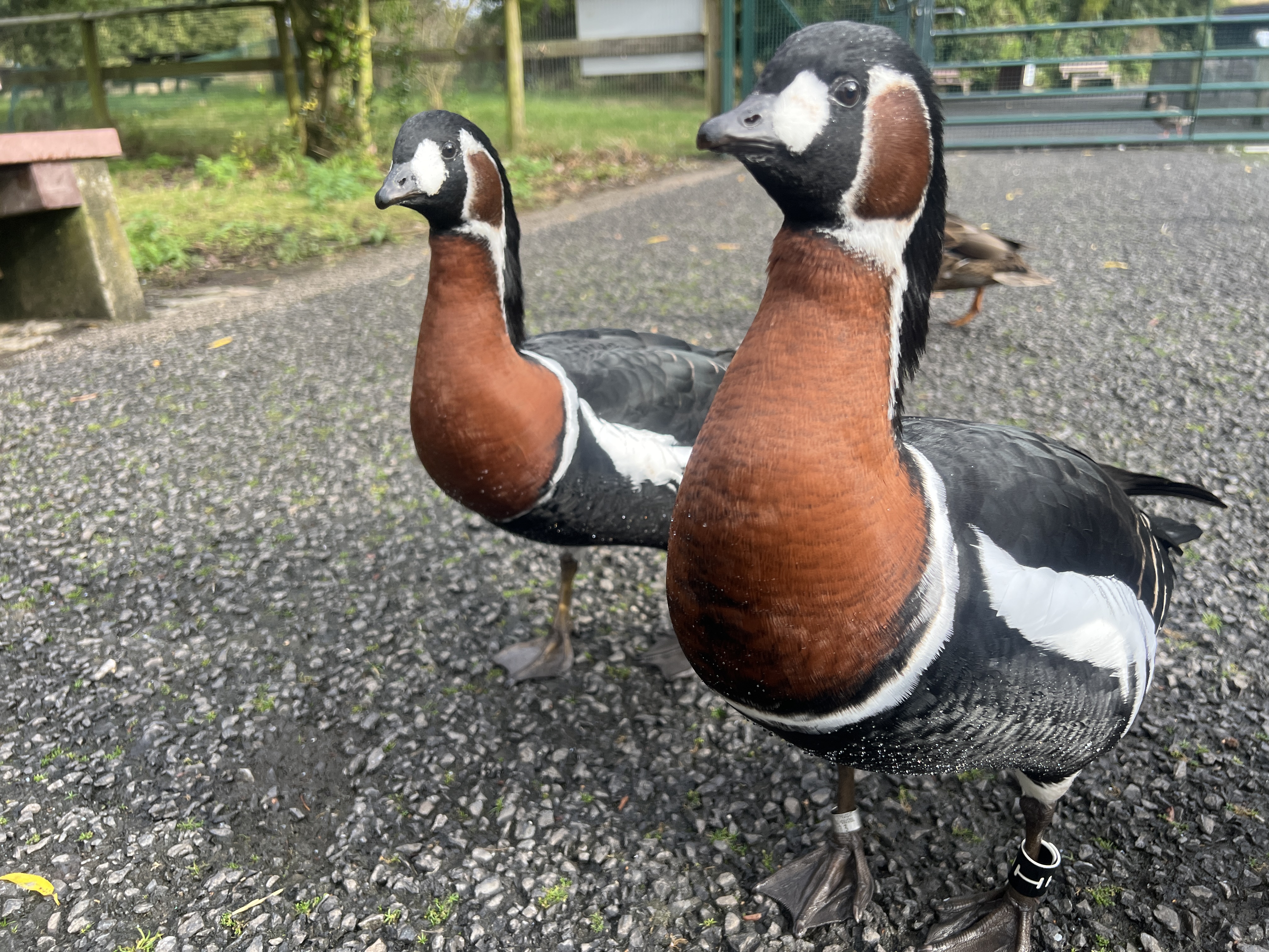 two red breasted geese on a pathway looking at the camera