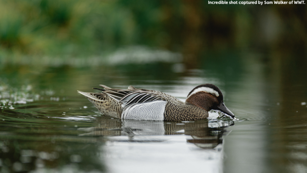 Wildlife Sightings - 04/09/26