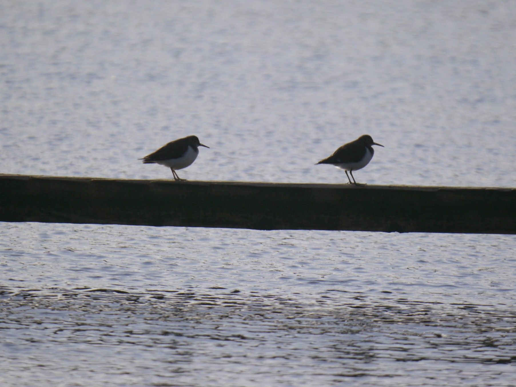 Sightings and news to week ending 21 September