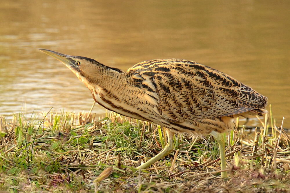 Latest Sightings