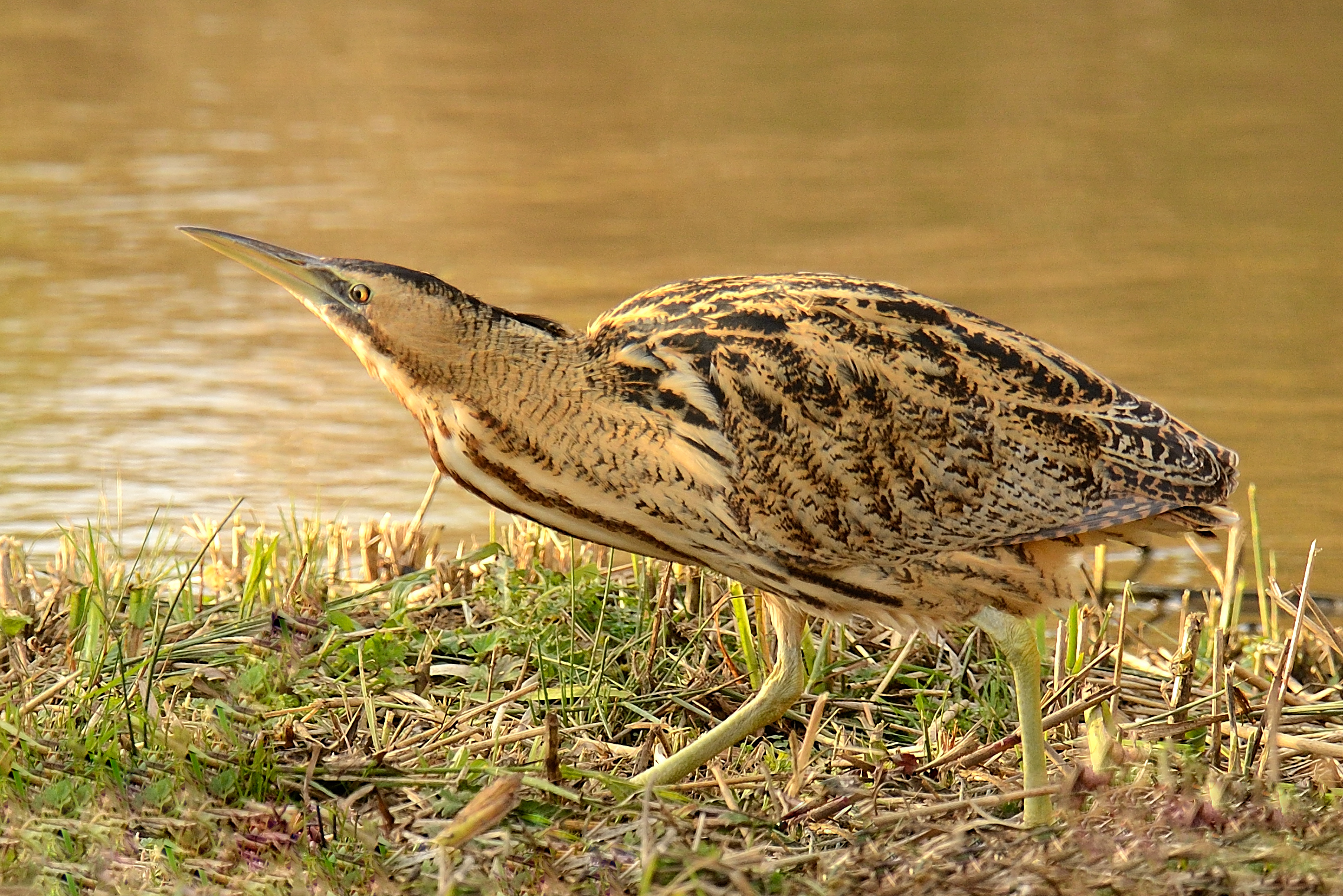 Wildlife Sightings for 22d October 2025