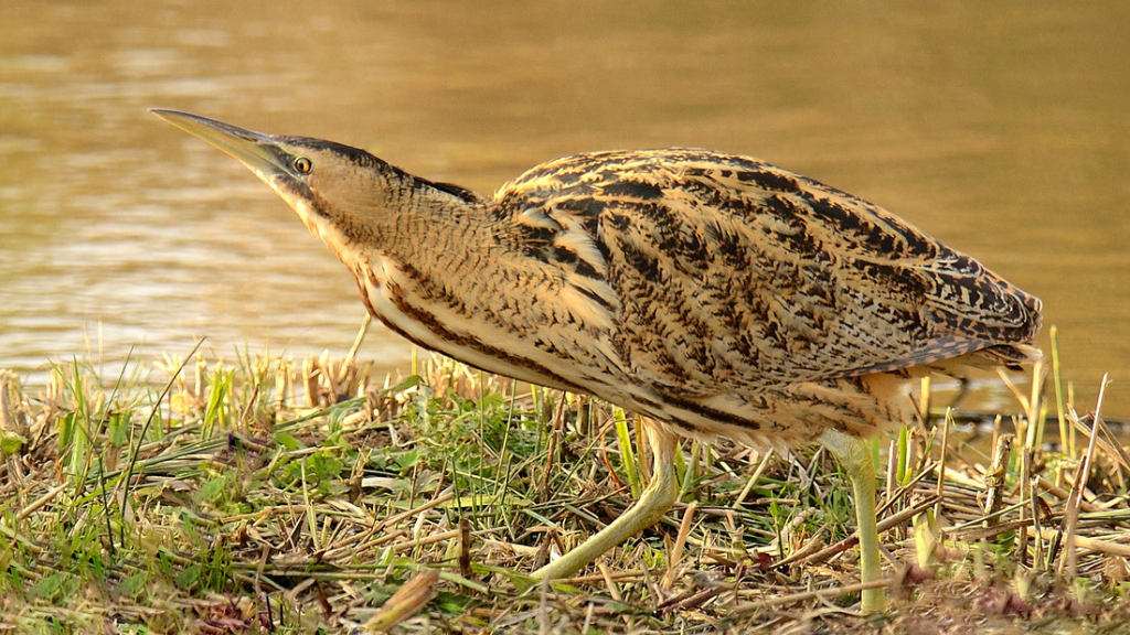 The wetlands welcome special winged visitors