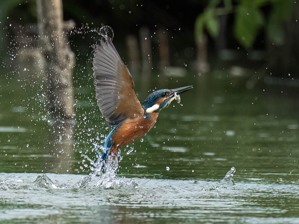 Kingfishers and Martins