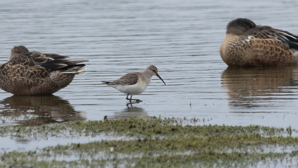 First Curlew Sandpiper recorded after two decades