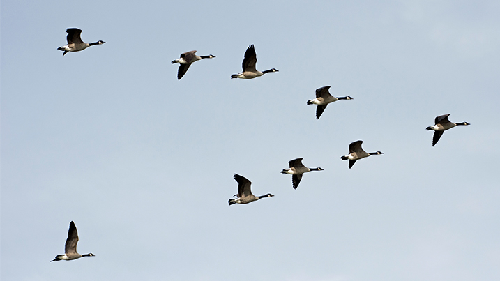 Canada geese flying in a v V-formation
