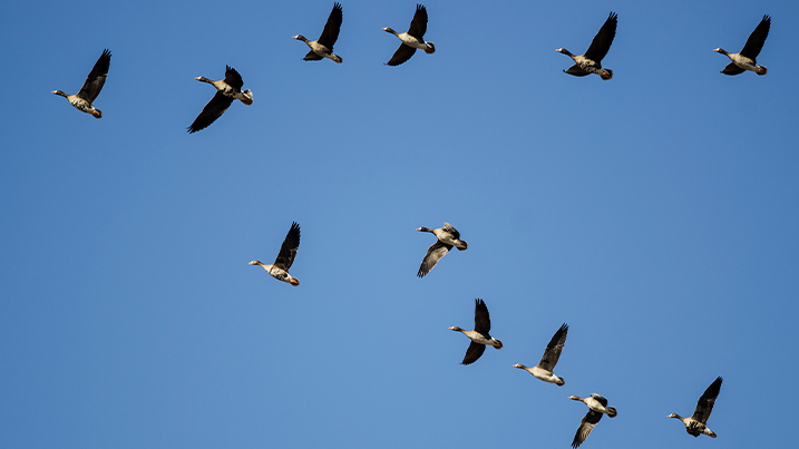 Russian white-fronted geese flying against a blue sky in a v V-formation