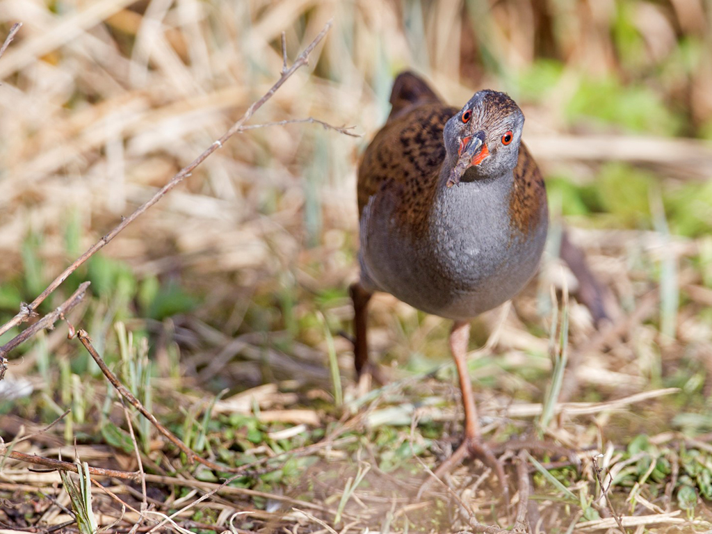Autumn Wildlife to Watch