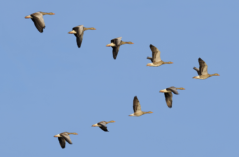 Why do geese fly in V-formation? The science behind the sky's most iconic shape