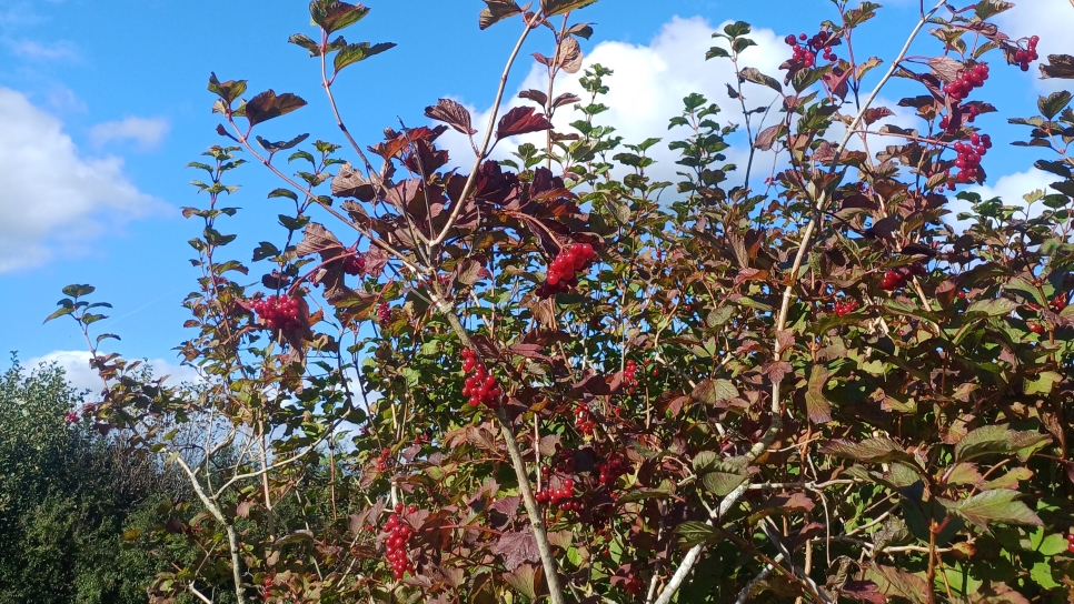 It's berry colourful on the reserve!