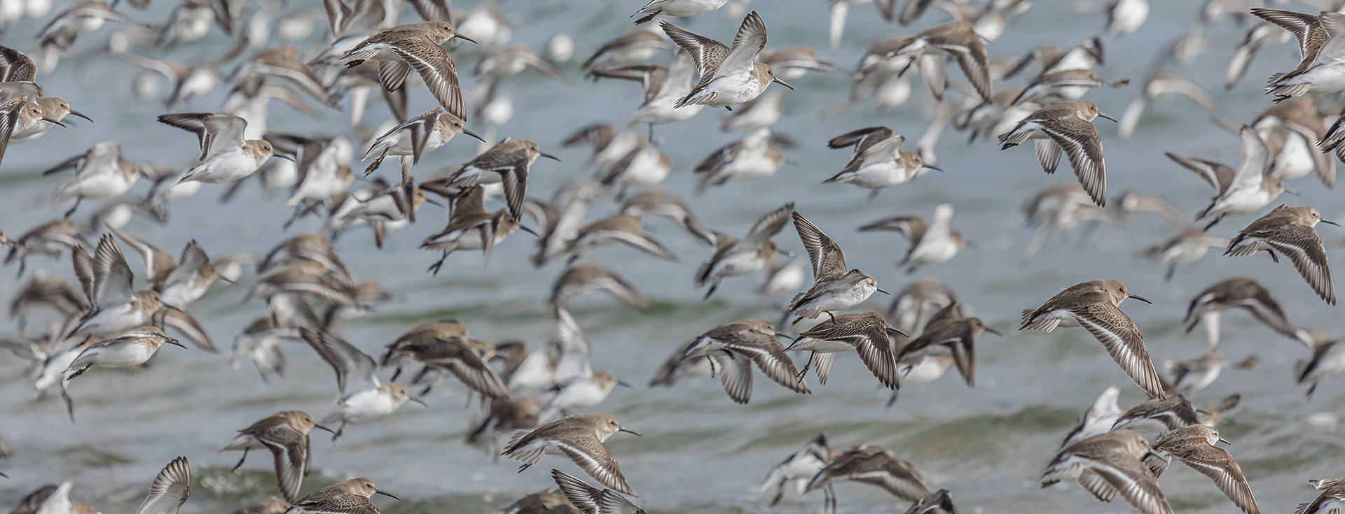 Walk With A Warden: November