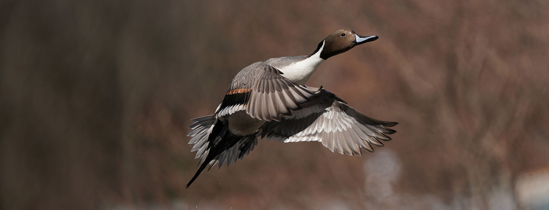 Walk With A Warden: December