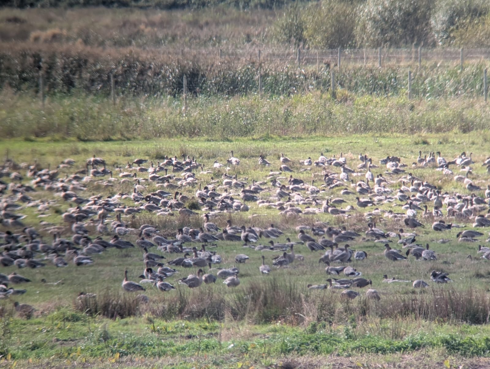 9,000 geese arrive at Martin Mere