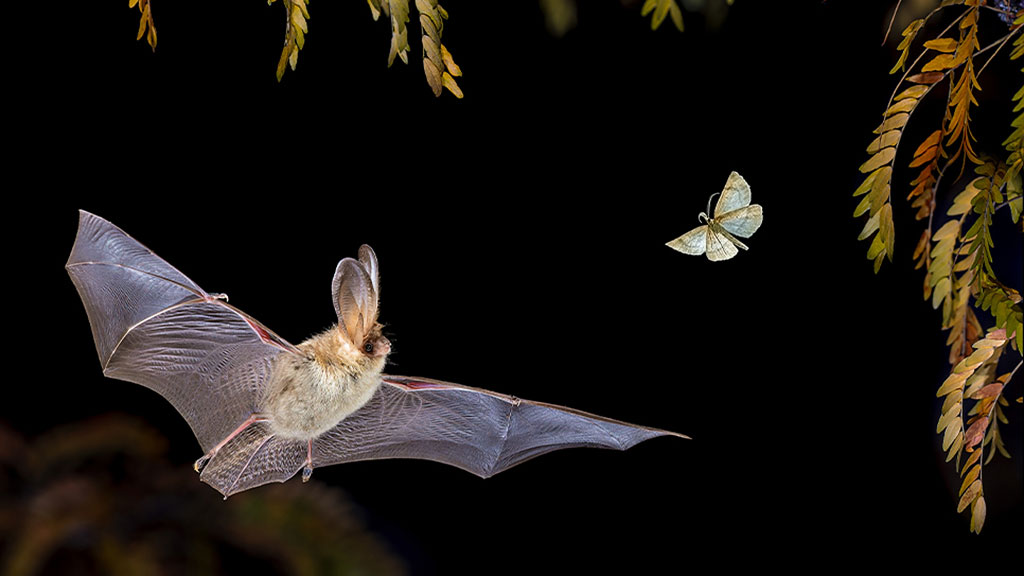 Everything you ever wanted to know about bats (but were afraid to ask!)