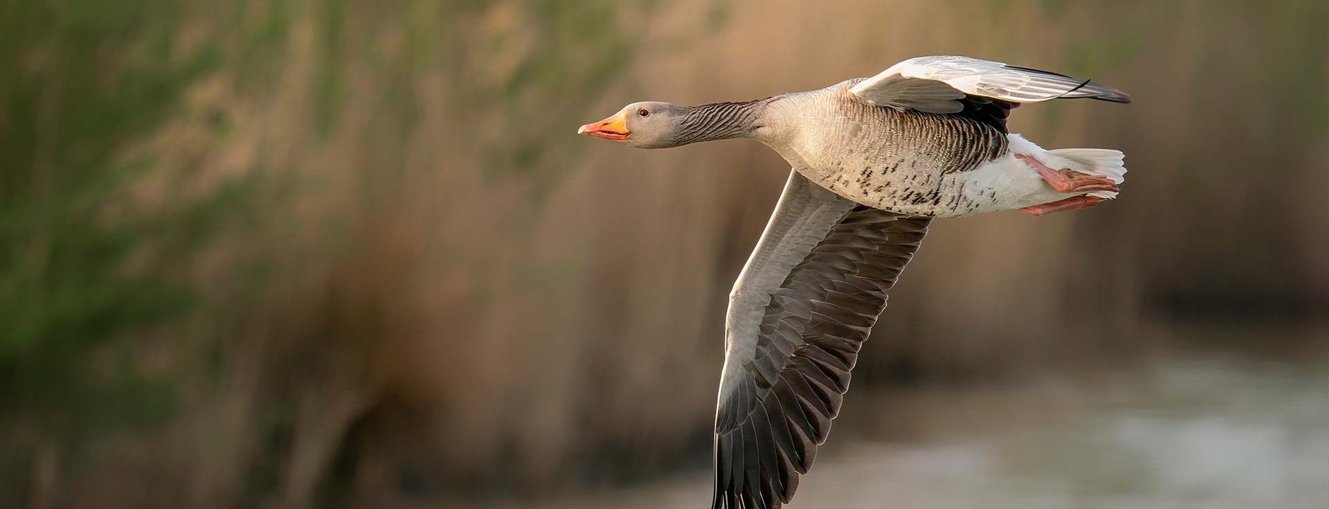 Recent Sightings 20th July 2026