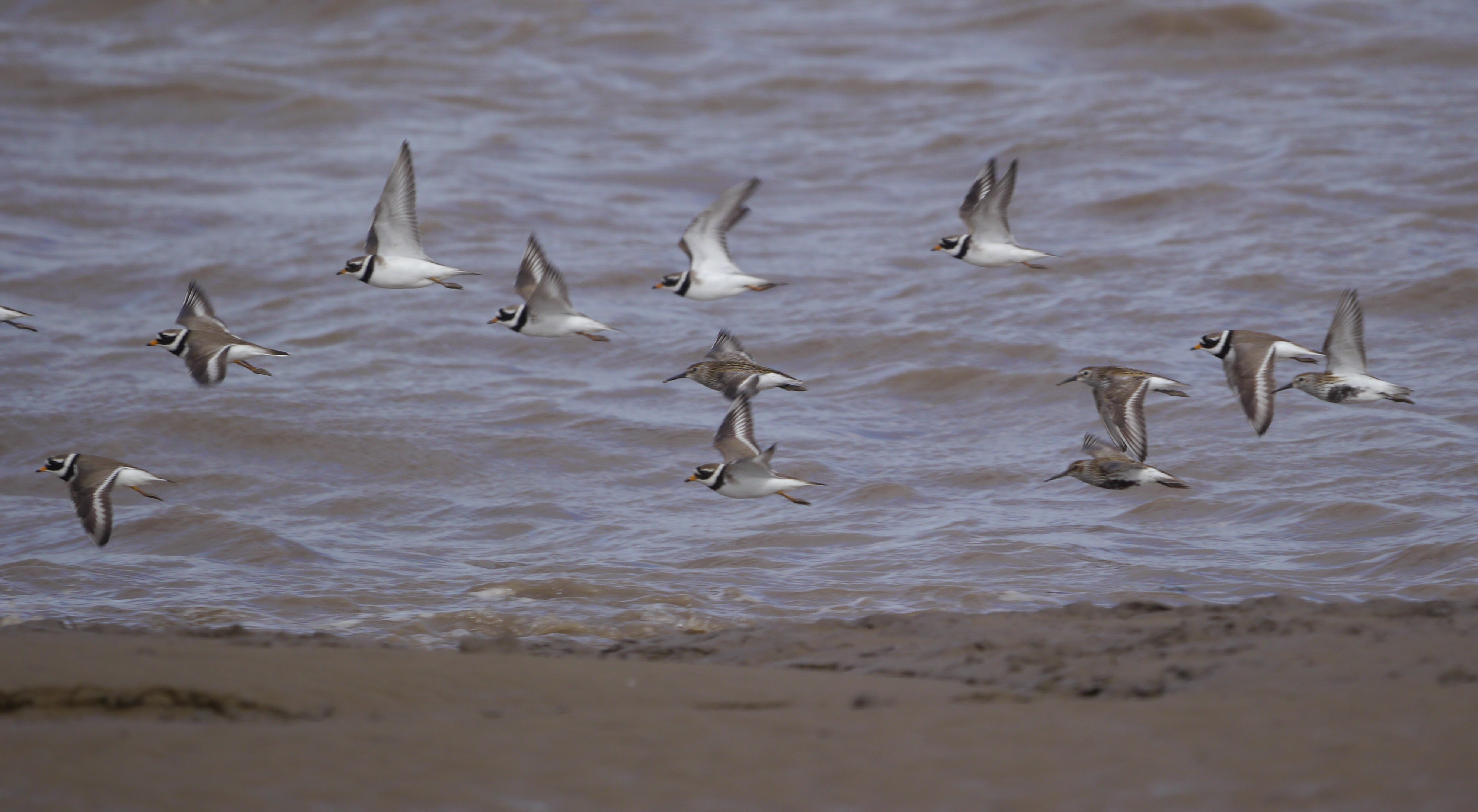 Sightings and news to week ending 12 October 2025