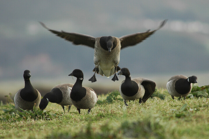 View: Bird Watch Morning