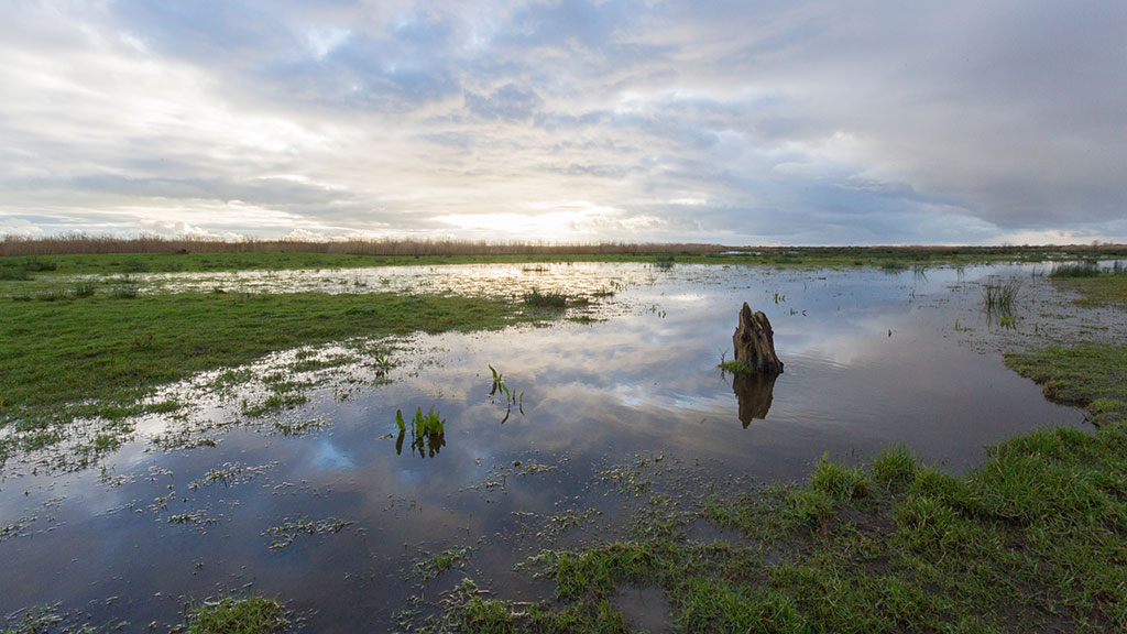 How wetlands help