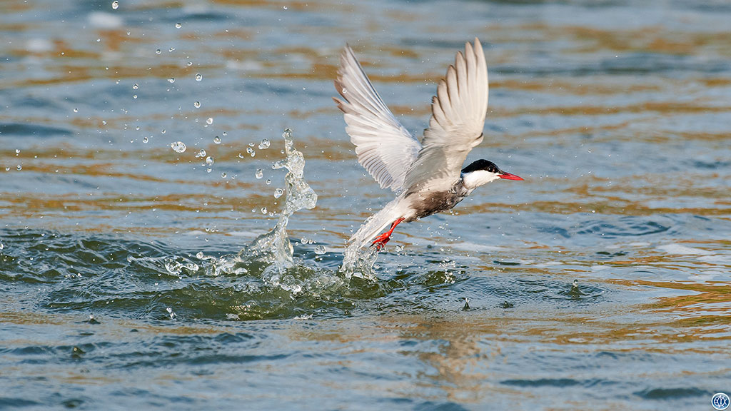 Top 6 fish-eating birds to spot at our wetland sites