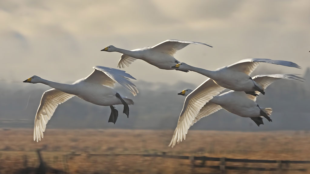 The great migration: flyway home