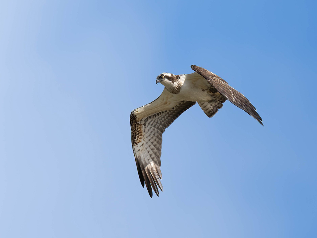 Osprey and Hobby