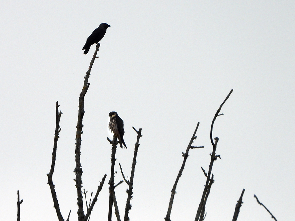 A hobby and a crow sit in a bare tree silhouetted against a grey sky.