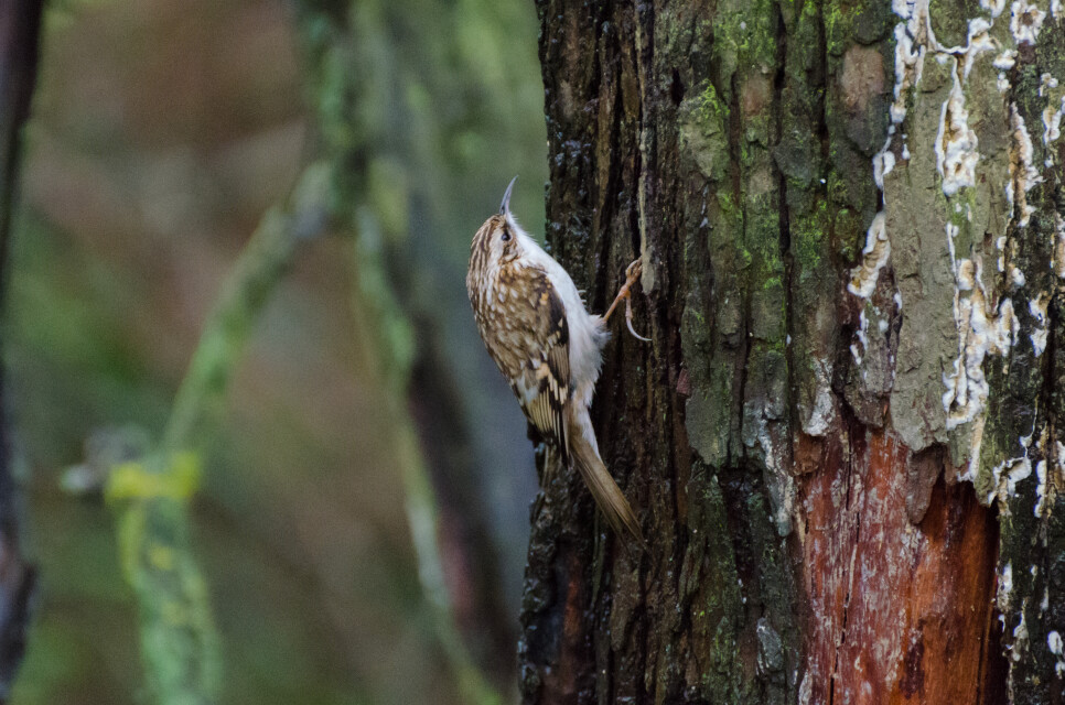Latest Sightings
