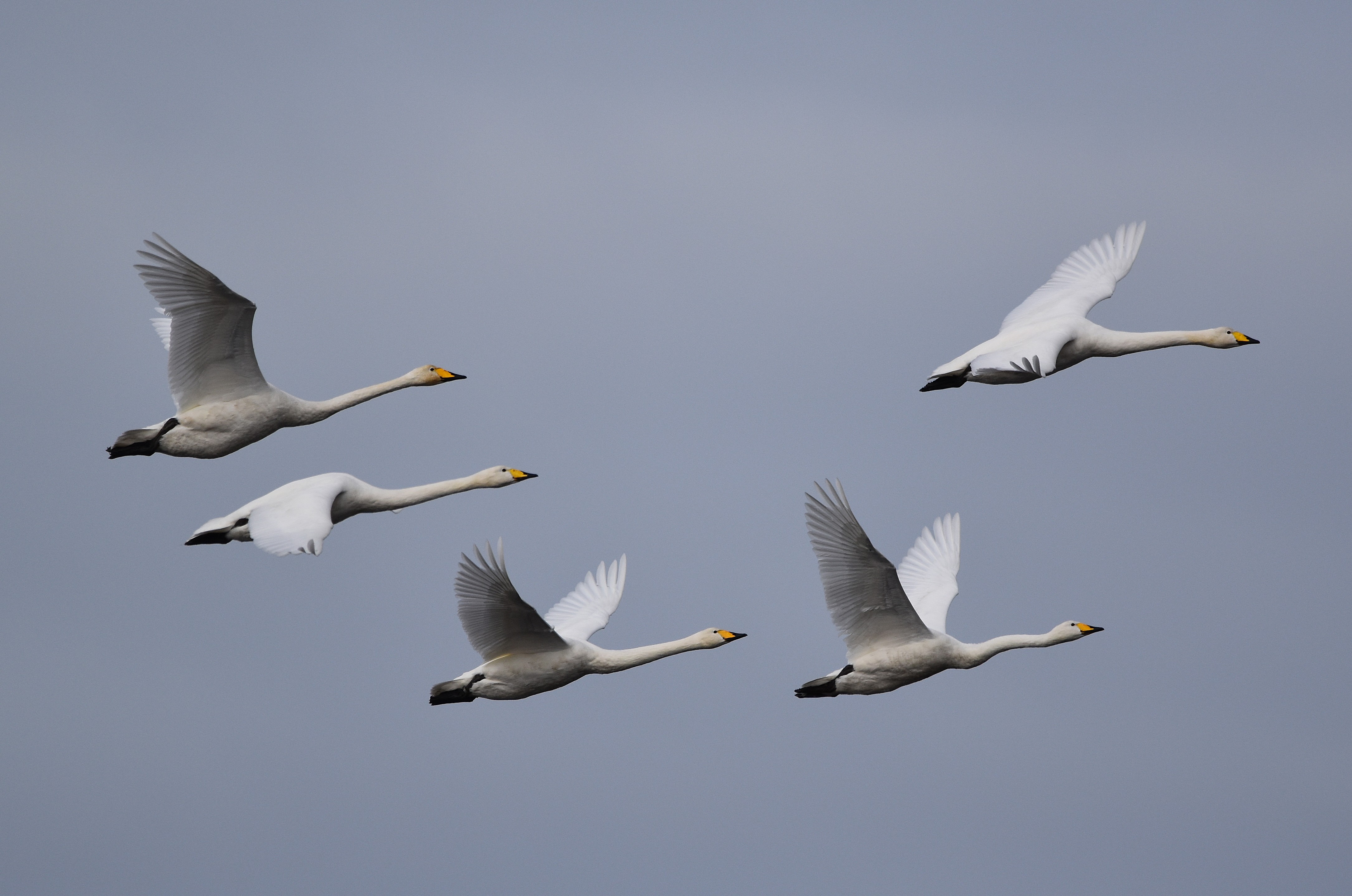 Whooper Swans Return to WWT Martin Mere for Winter Migration!