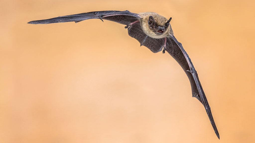 Explore with Steve Backshall: Halloween critters
