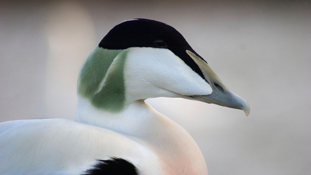 One to spot… Eider