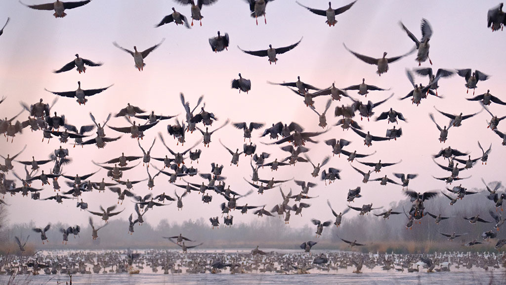 Unforgettable wildlife encounters: UK coastal marshes