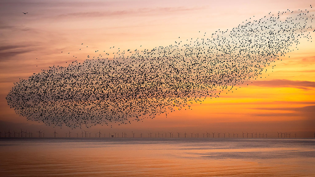 Explore with Steve Backshall: Fantastic flocks