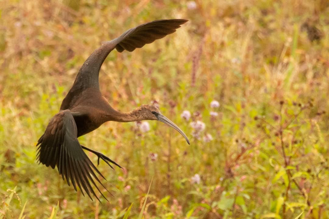 Wildlife Sightings for 28th October 2025