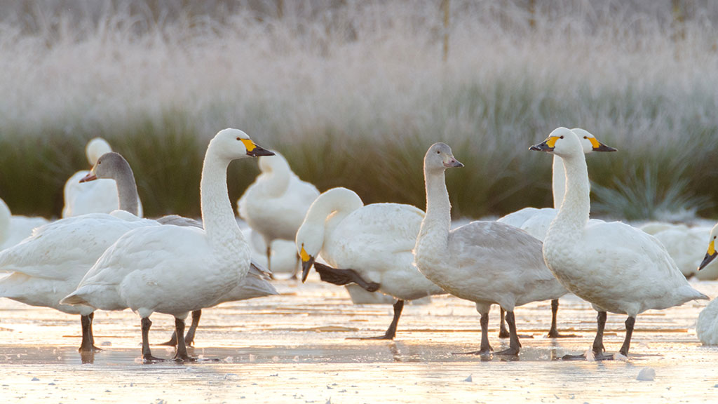 Explore with Steve Backshall: Super swans