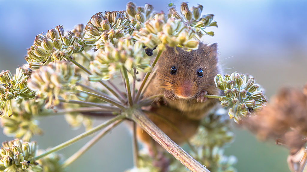 How to take amazing photos of mammals