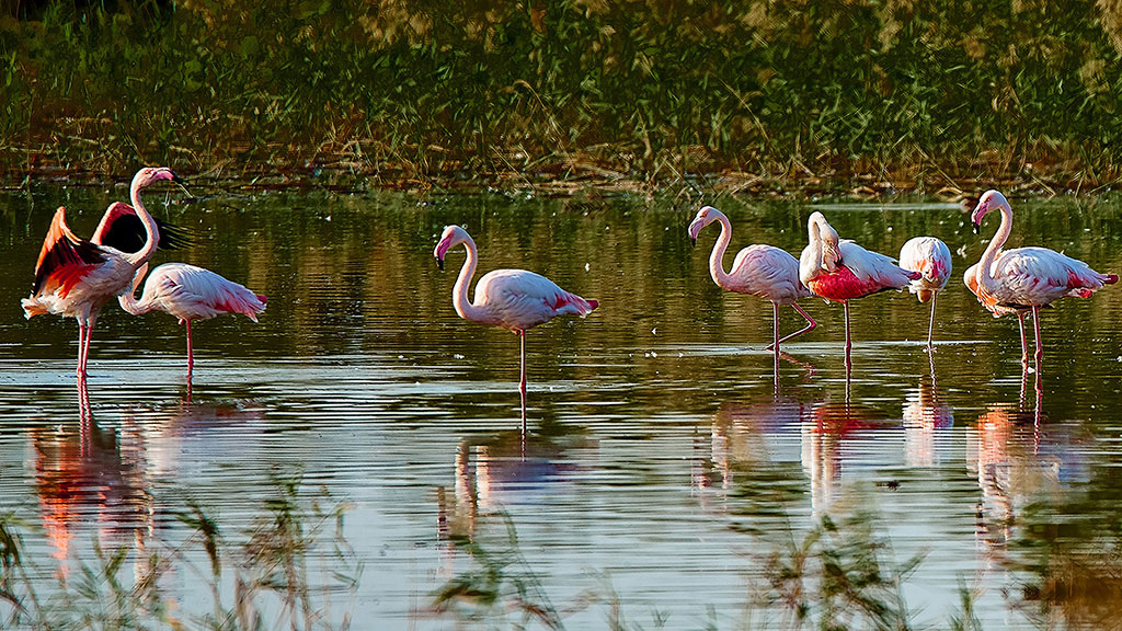 Bewitched by wetlands