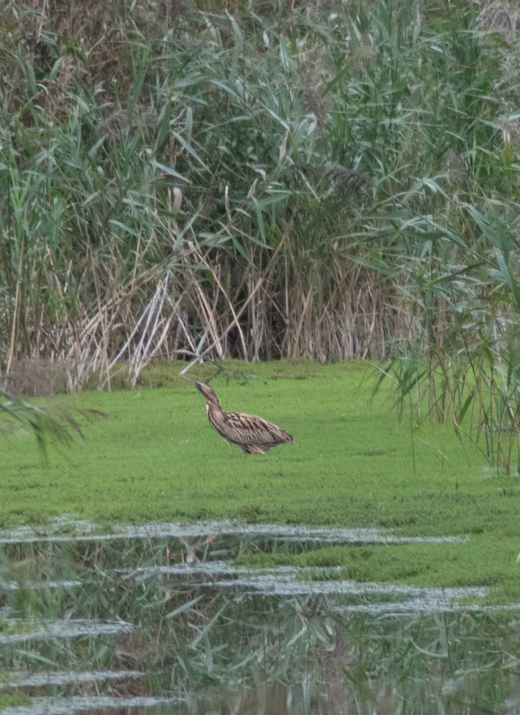 Latest Sightings