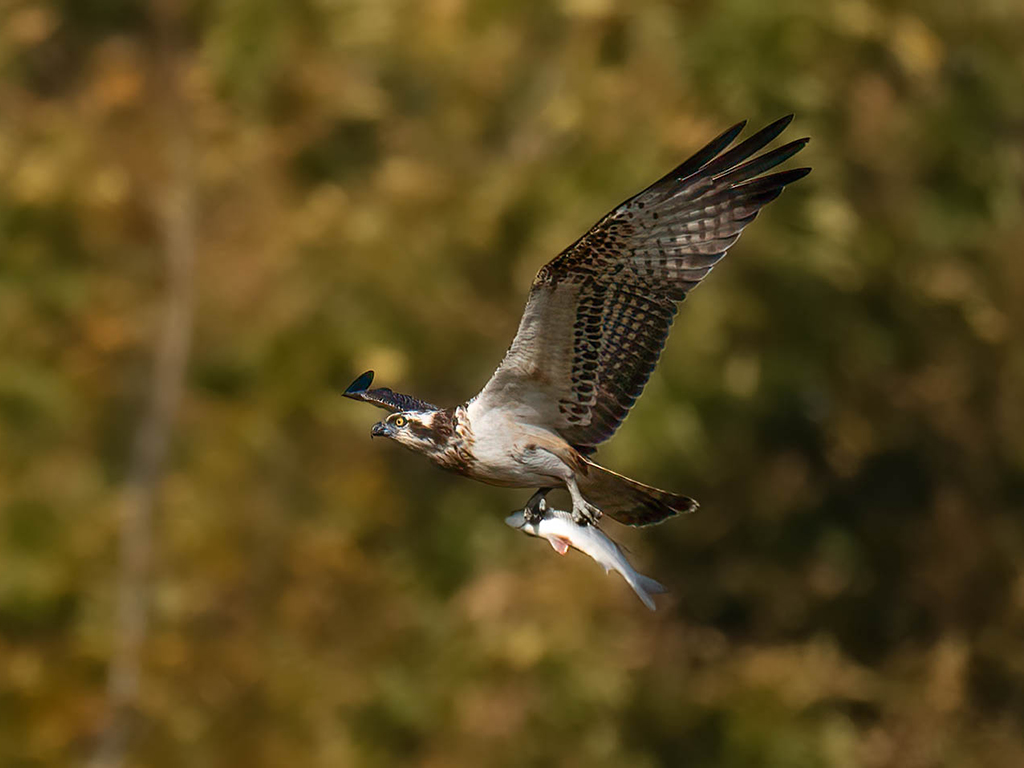 Osprey, firecrest and lapwing