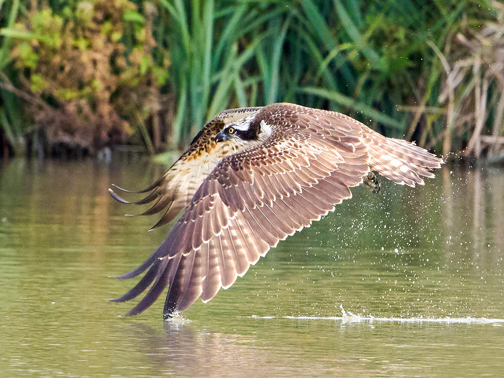 An osprey flying  with its wingtip just hitting the water at WWT Arundel